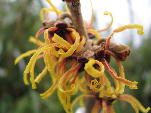 Hamamelis x intermedia 'Vesna' Hamamelis x intermedia 'Vesna'