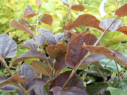 Hamamelis x intermedia 'Yamina'