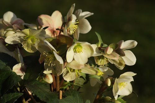 Helleborus 'Candy Love'