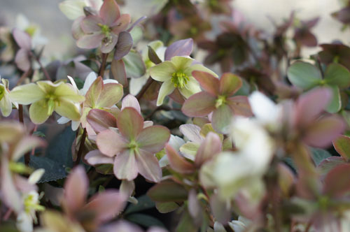 Helleborus 'Emma'