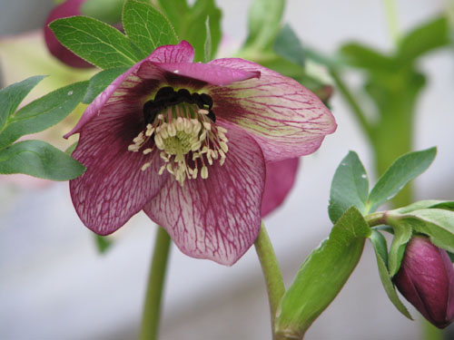 Helleborus 'Picotee'