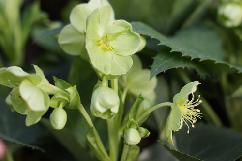 Helleborus argutifolius