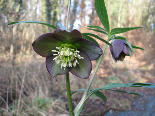 Helleborus atrorubens