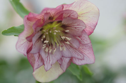 Helleborus x hybridus double 'Picotee' Helleborus x hybridus double 'Picotee'