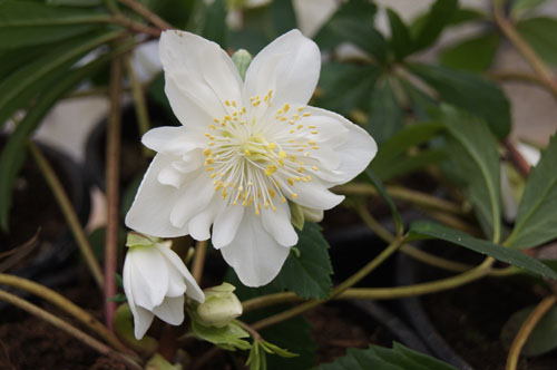 Helleborus niger double Helleborus niger double