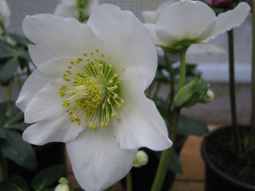 Helleborus niger