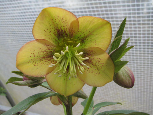 Helleborus ssp guttatus abricot