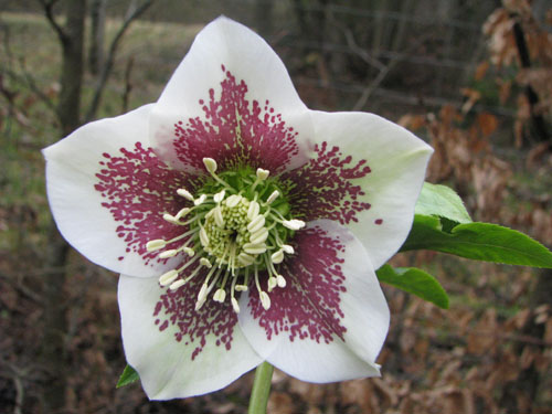 Helleborus ssp guttatus blanc
