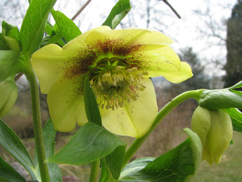 Helleborus ssp guttatus jaune Helleborus ssp guttatus jaune