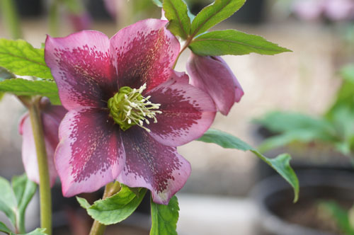 Helleborus ssp guttatus rose Helleborus ssp guttatus rose