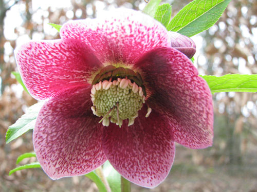 Helleborus ssp guttatus rouge Helleborus ssp guttatus rouge