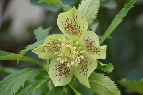 Helleborus ssp guttatus vert Helleborus ssp guttatus vert