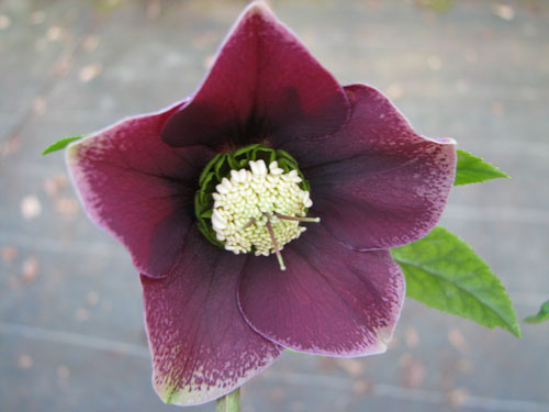 Helleborus x hybridus aubergine Helleborus x hybridus aubergine