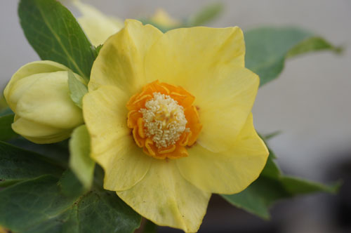 Helleborus x hybridus 'Super Yellow'
