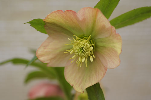 Helleborus x hybridus abricot Helleborus x hybridus abricot