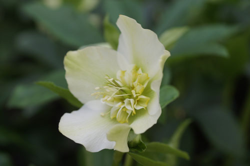 Helleborus x hybridus coeur d'anémone blanc