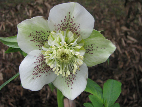 Helleborus x hybridus coeur d'anémone guttatus blanc