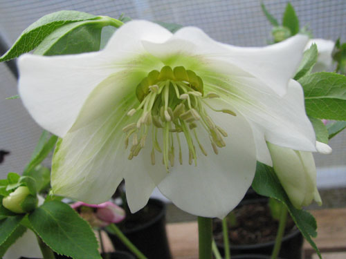 Helleborus x hybridus blanc Helleborus x hybridus blanc