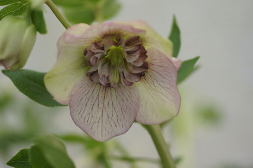 Helleborus x hybridus coeur d'anémone 'Picotee'