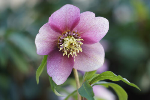 Helleborus x hybridus coeur d'anémone rose