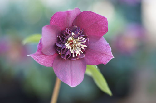 Helleborus x hybridus coeur d'anémone rouge Helleborus x hybridus coeur d'anémone rouge
