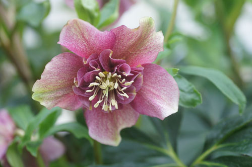 Helleborus x hybridus coeur d'anémone