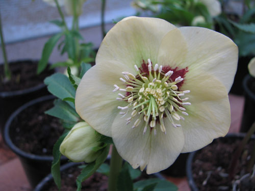 Helleborus x hybridus crème à coeur rouge