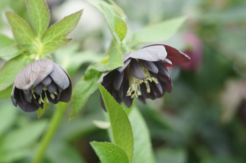 Helleborus x hybridus double 'Slaty Blue' Helleborus x hybridus double 'Slaty Blue'