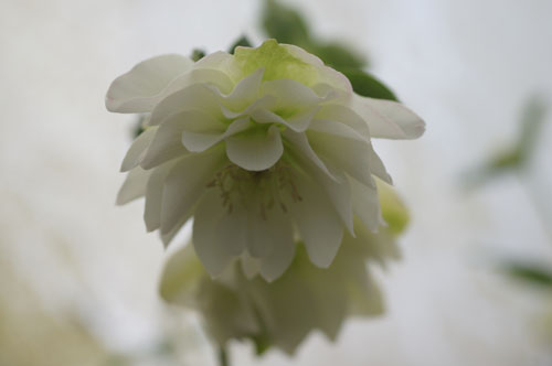 Helleborus x hybridus double blanc Helleborus x hybridus double blanc