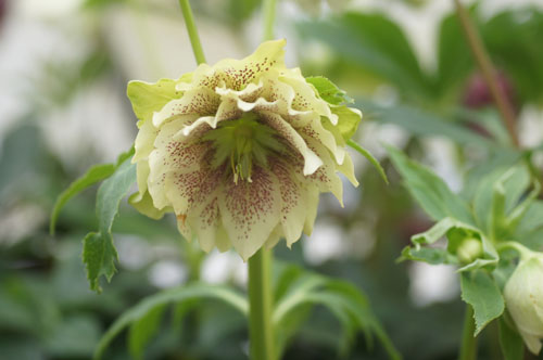 Helleborus x hybridus double jaune Helleborus x hybridus double jaune