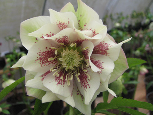Helleborus x hybridus double guttatus blanc Helleborus x hybridus double guttatus blanc