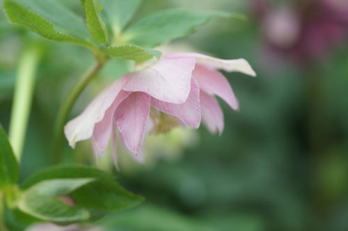 Helleborus x hybridus double rose Helleborus x hybridus double rose