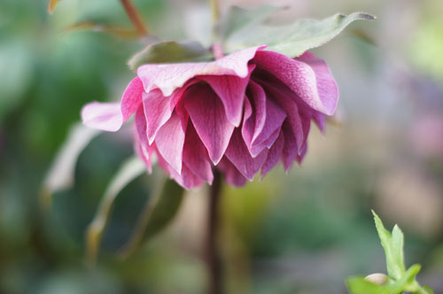 Helleborus x hybridus double rouge