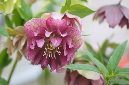 Helleborus x hybridus double
