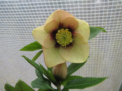 Helleborus x hybridus jaune orangé à coeur rouge