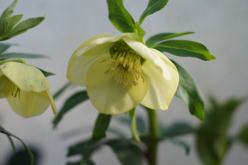 Helleborus x hybridus jaune Helleborus x hybridus jaune