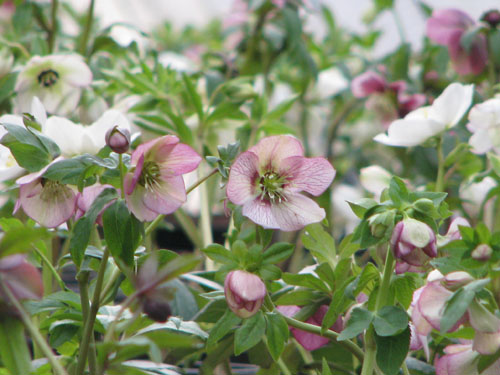 Helleborus x hybridus mélange