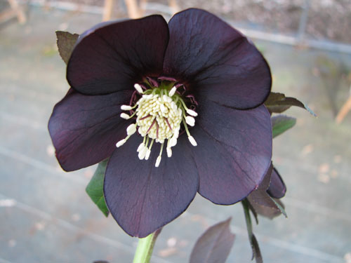 Helleborus x hybridus noir Helleborus x hybridus noir