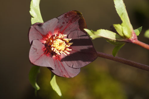 Helleborus x hybridus pourpre à coeur rouge