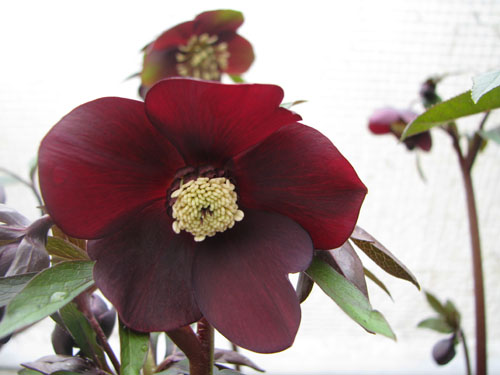 Helleborus x hybridus pourpre Helleborus x hybridus pourpre