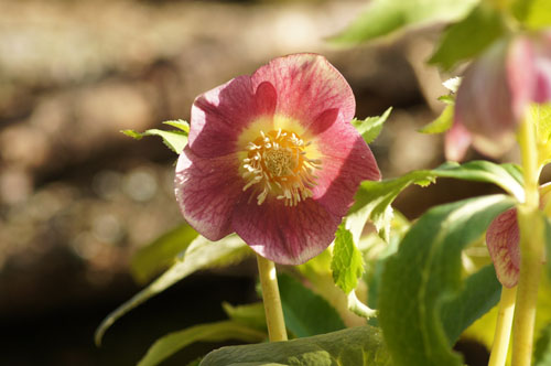 Helleborus x hybridus rose à coeur jaune