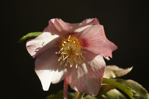 Helleborus x hybridus rose à coeur rouge