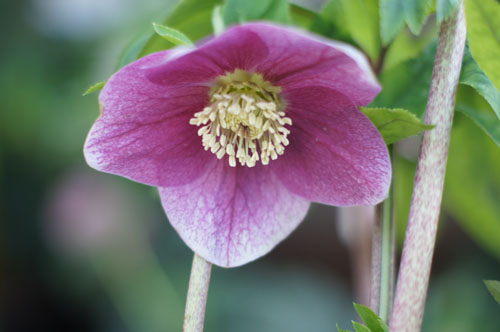 Helleborus x hybridus rose à coeur vert Helleborus x hybridus rose à coeur vert