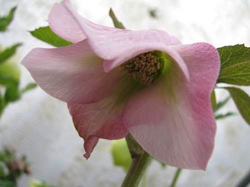 Helleborus x hybridus rose