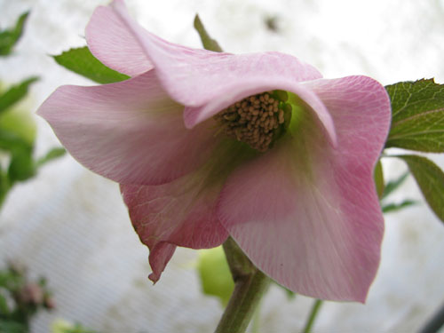 Helleborus x hybridus rose Helleborus x hybridus rose