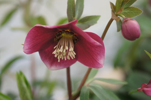 Helleborus x hybridus rouge Helleborus x hybridus rouge