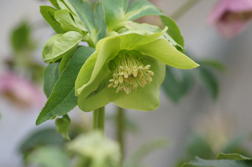 Helleborus x hybridus vert