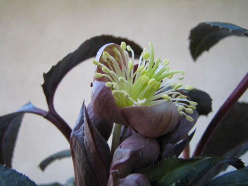 Helleborus x sternii 'Ashwood Selection'
