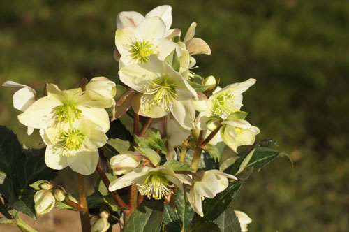 Helleborus x sternii