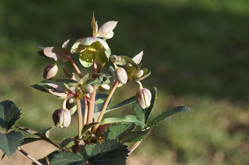 Helleborus x sternii 'Tom'